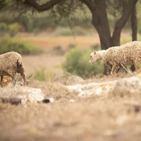 Alloggio per agriturismo S' Horta Capdepera (Mallorca)