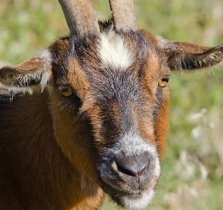 S' Horta Alloggio per agriturismo *